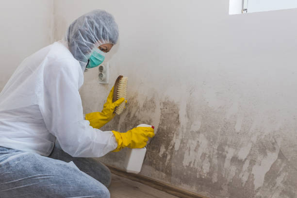 Best Commercial Mold Remediation in Maryville, TN