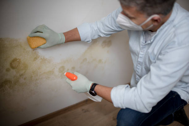 Best Crawl Space Mold Remediation in Maryville, TN